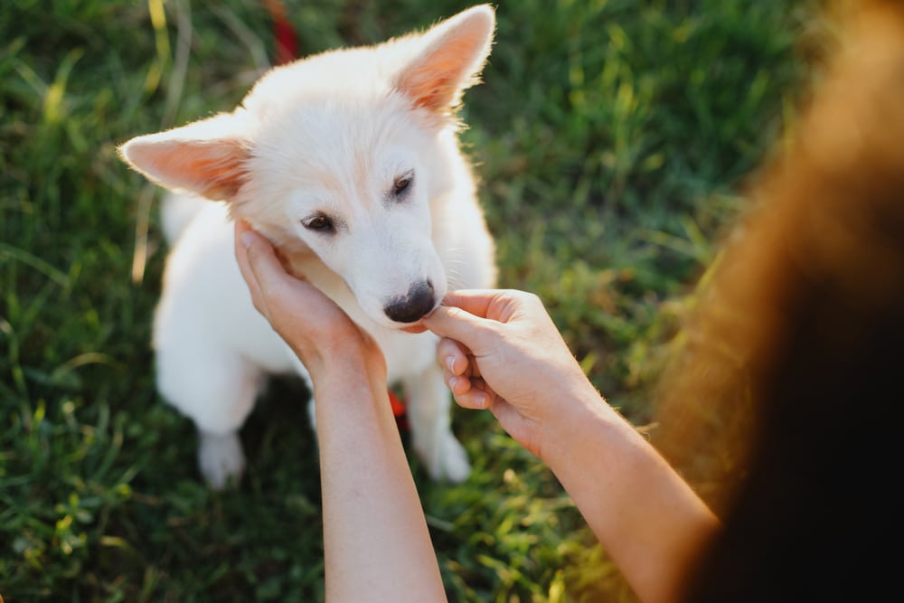 Waarom is een puppy belonen zo belangrijk