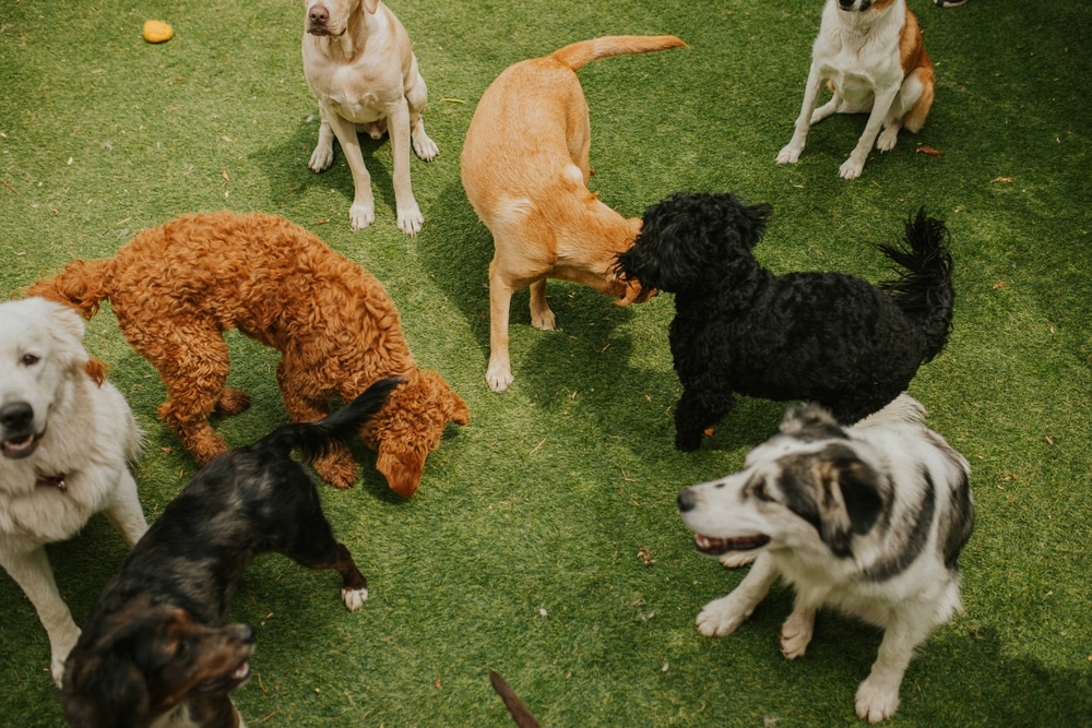 Vanaf wanneer mag een pup bij andere honden