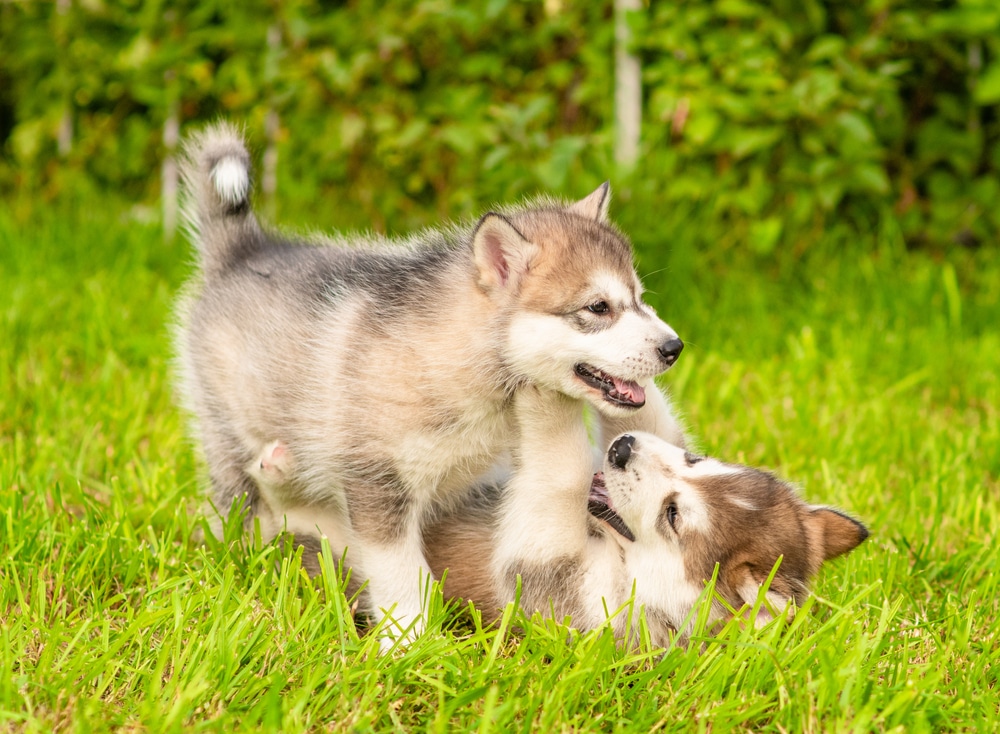 Wanneer mag een pup bij andere honden