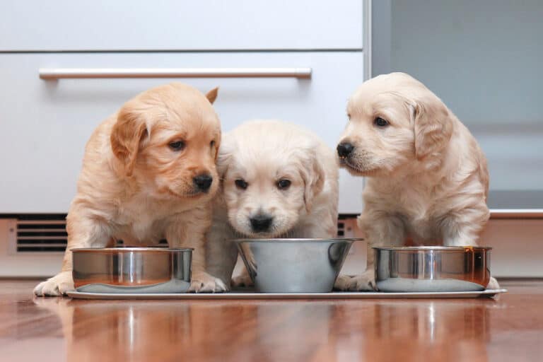 Hoeveel mag een puppy eten en drinken? Online Puppycursus