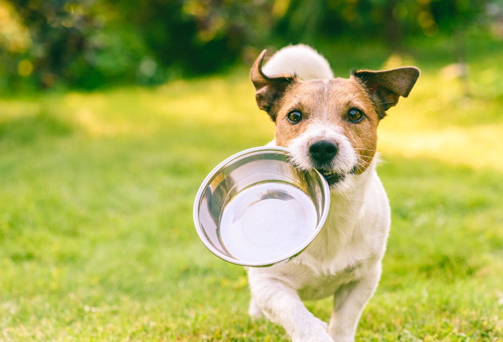 Hoeveel mag een puppy eten