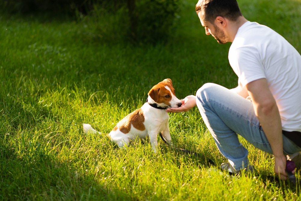 Hoe kan je een puppy bijten afleren