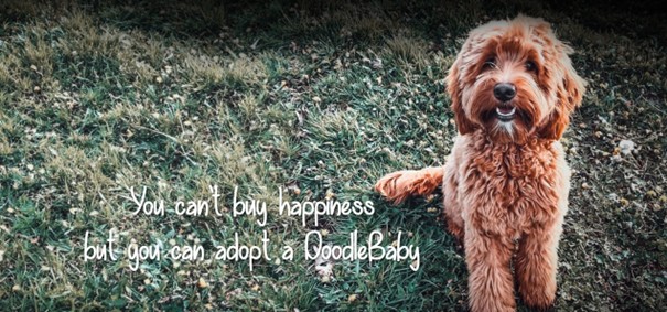 De Australian Labradoodle
