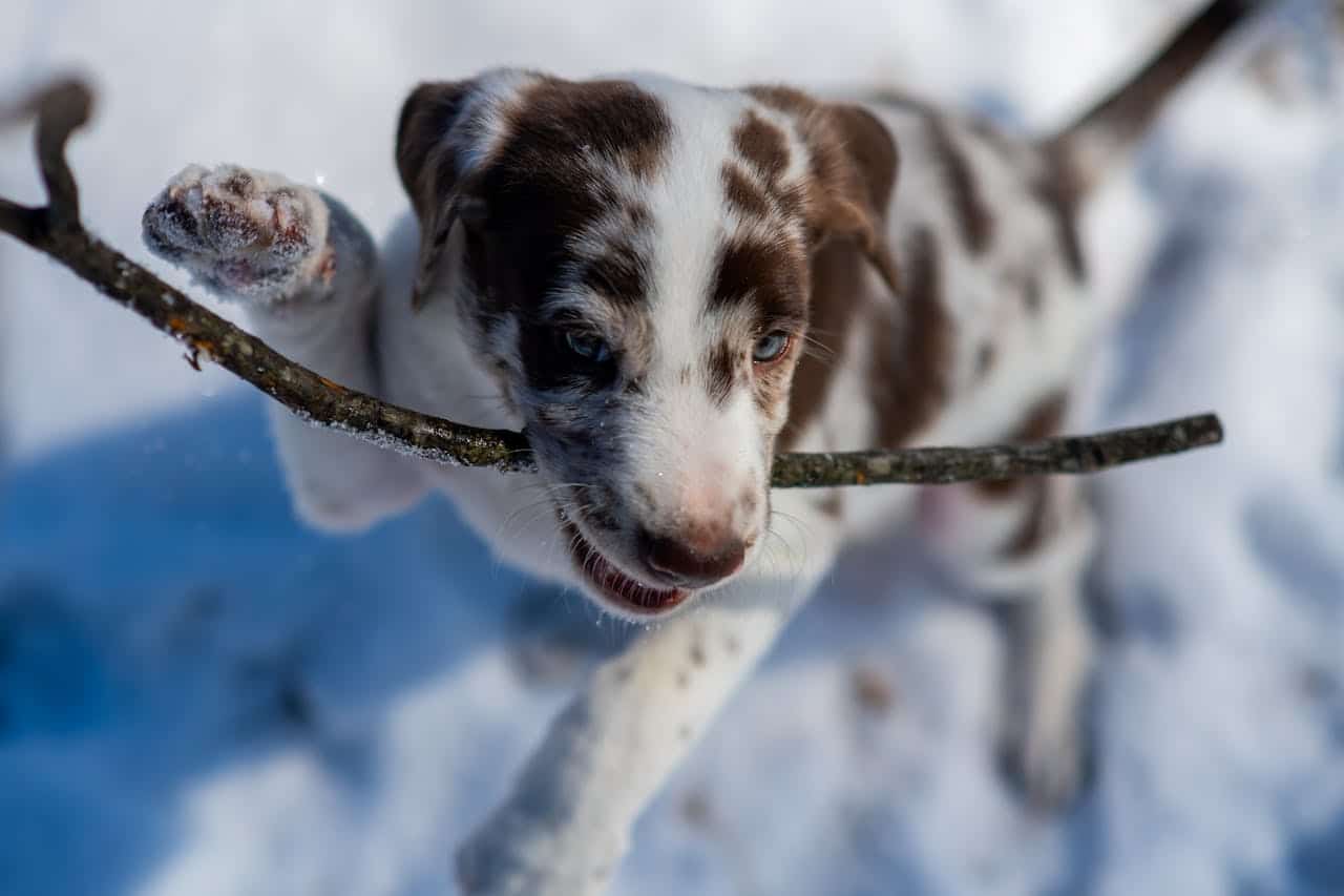 Veilige kauwervaring voor je puppy
