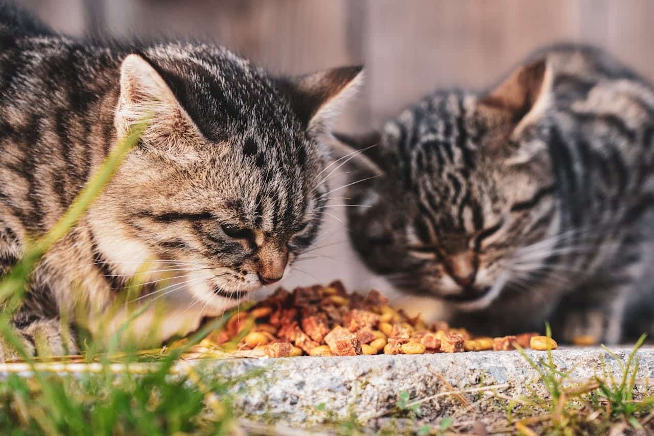 Voederautomaten voor honden en katten