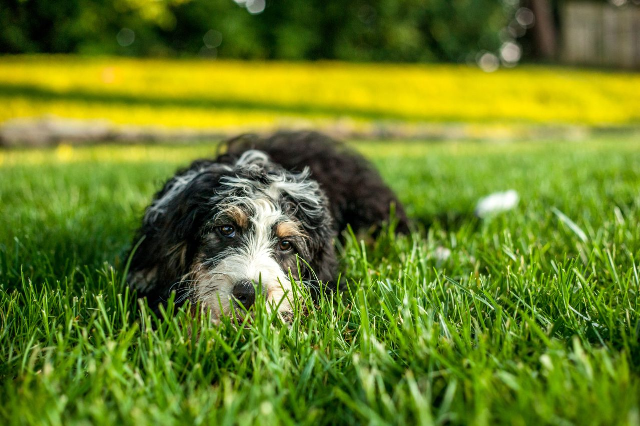 Verzorging en training combineren