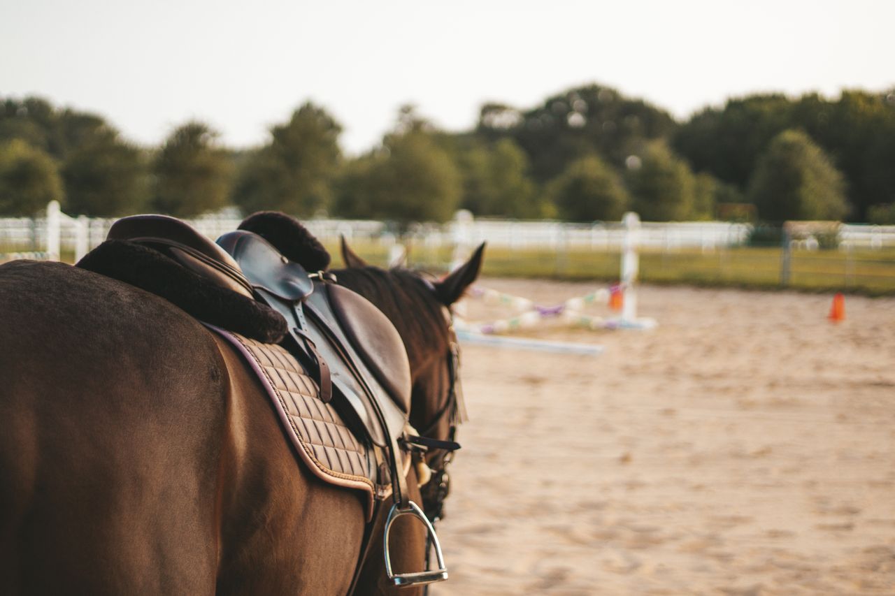 paard zadel